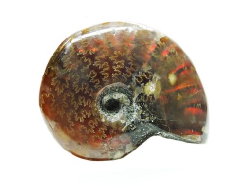 Ammolite