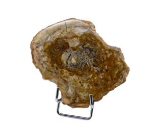 Legno Pietrificato arancione scuro