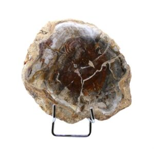 Legno Pietrificato ovale