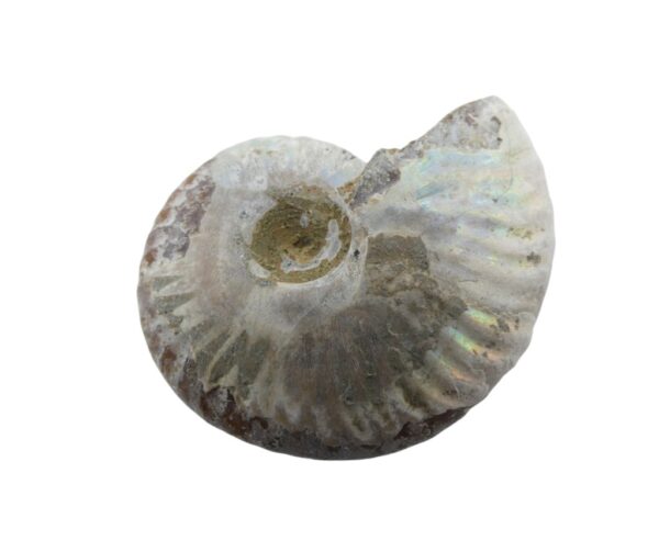 ammonite3 copia 1024