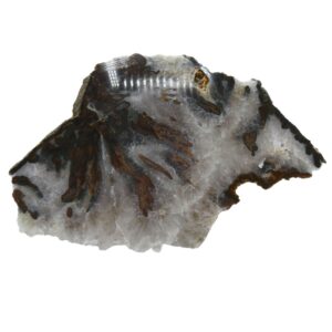 Fetta di Agata bianca marrone
