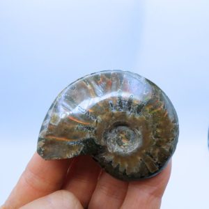 Ammonite