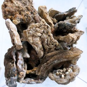 Pezzi di Calcedonio Fiore