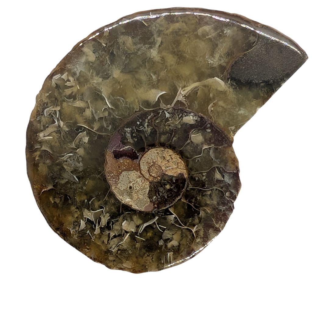 Ammonite a coppia 2 Ammonite a coppia