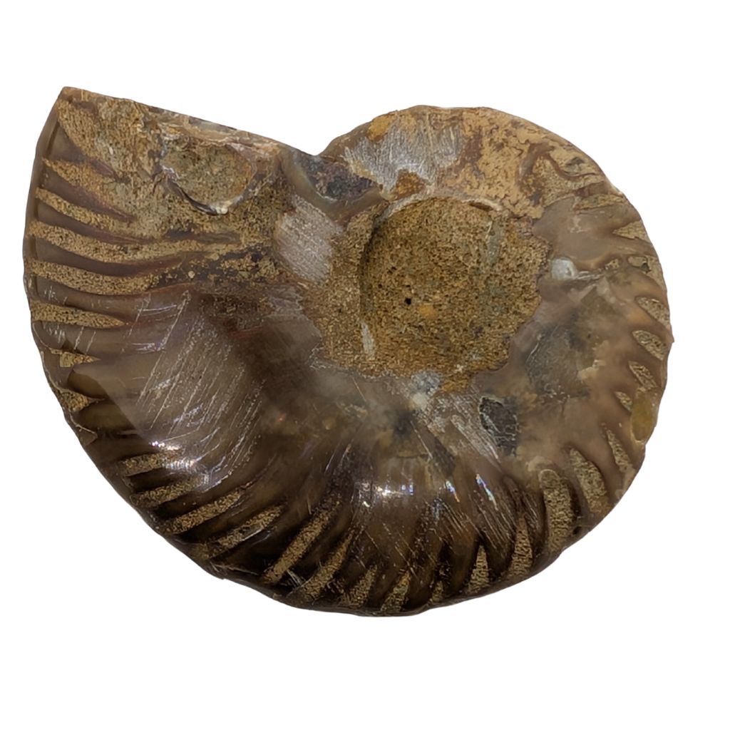 Ammonite a coppia 3 Ammonite a coppia - immagine 3