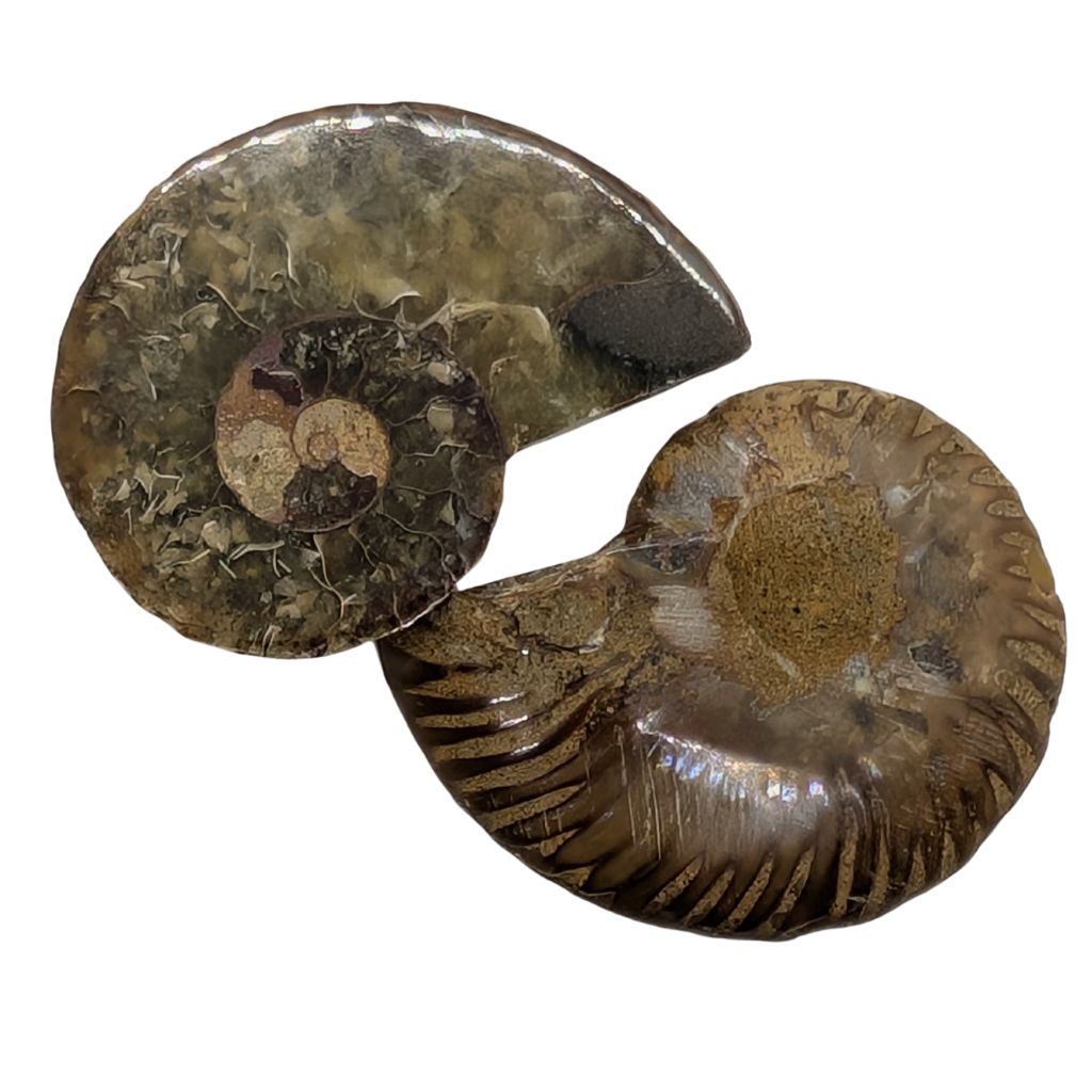 Ammonite a coppia 4 Ammonite a coppia - immagine 4