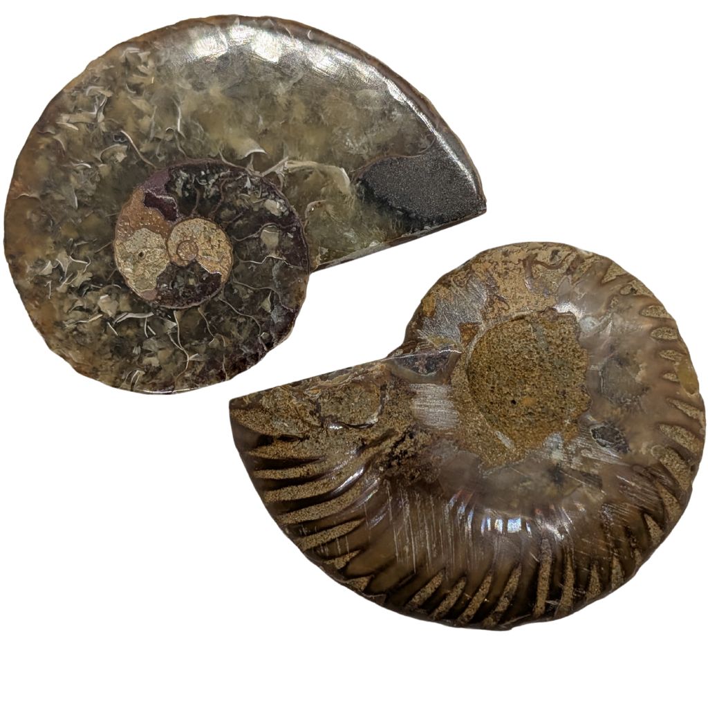 Ammonite a coppia 5 Ammonite a coppia - immagine 5