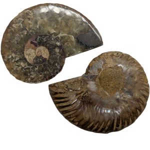Ammonite a coppia