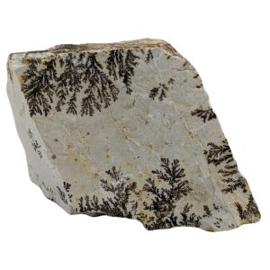 DENDRITE