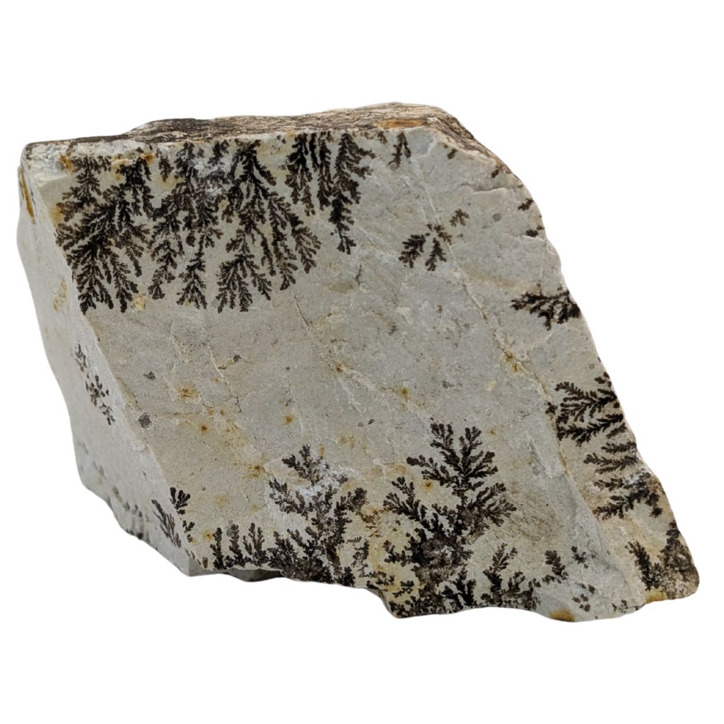 Free form in Dendrite 1 DENDRITE