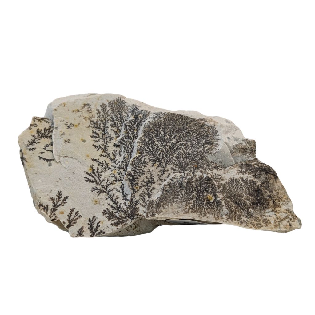 Free form in Dendrite 5 DENDRITE