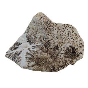 DENDRITE