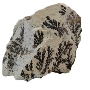 pezzo di dendrite