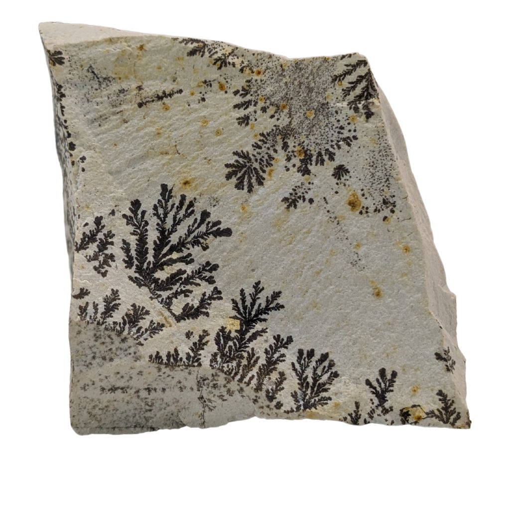 Free form in Dendrite 2 DENDRITE