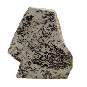 DENDRITE