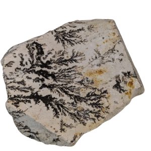 DENDRITE