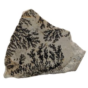 DENDRITE