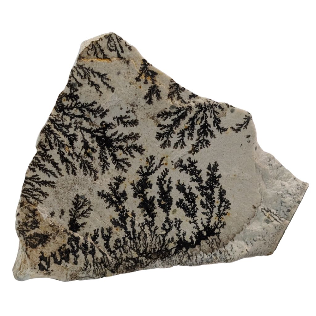 Free form in Dendrite 1 DENDRITE