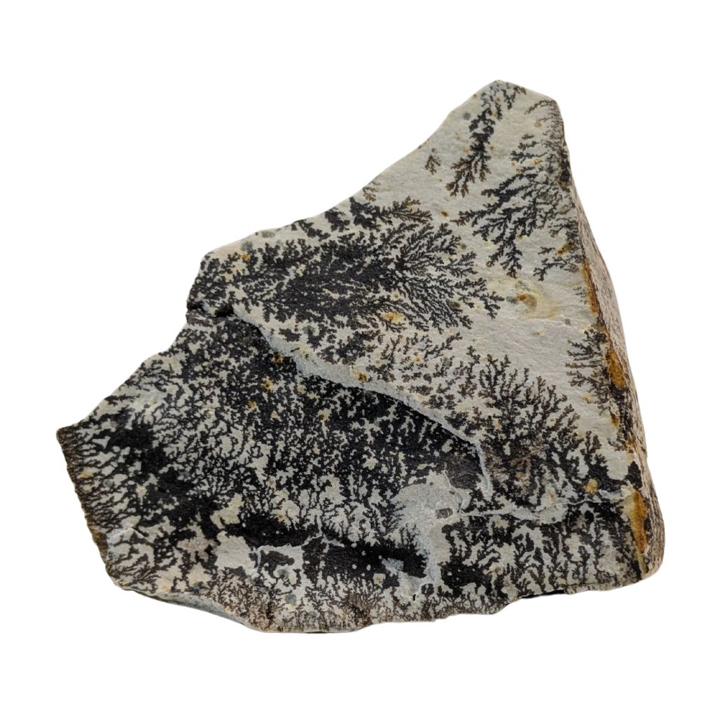 Free form in Dendrite 3 Free form in Dendrite - immagine 3