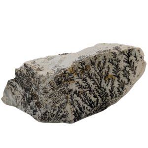 DENDRITE