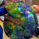Ammolite