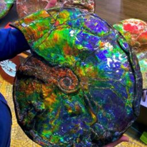 Ammolite