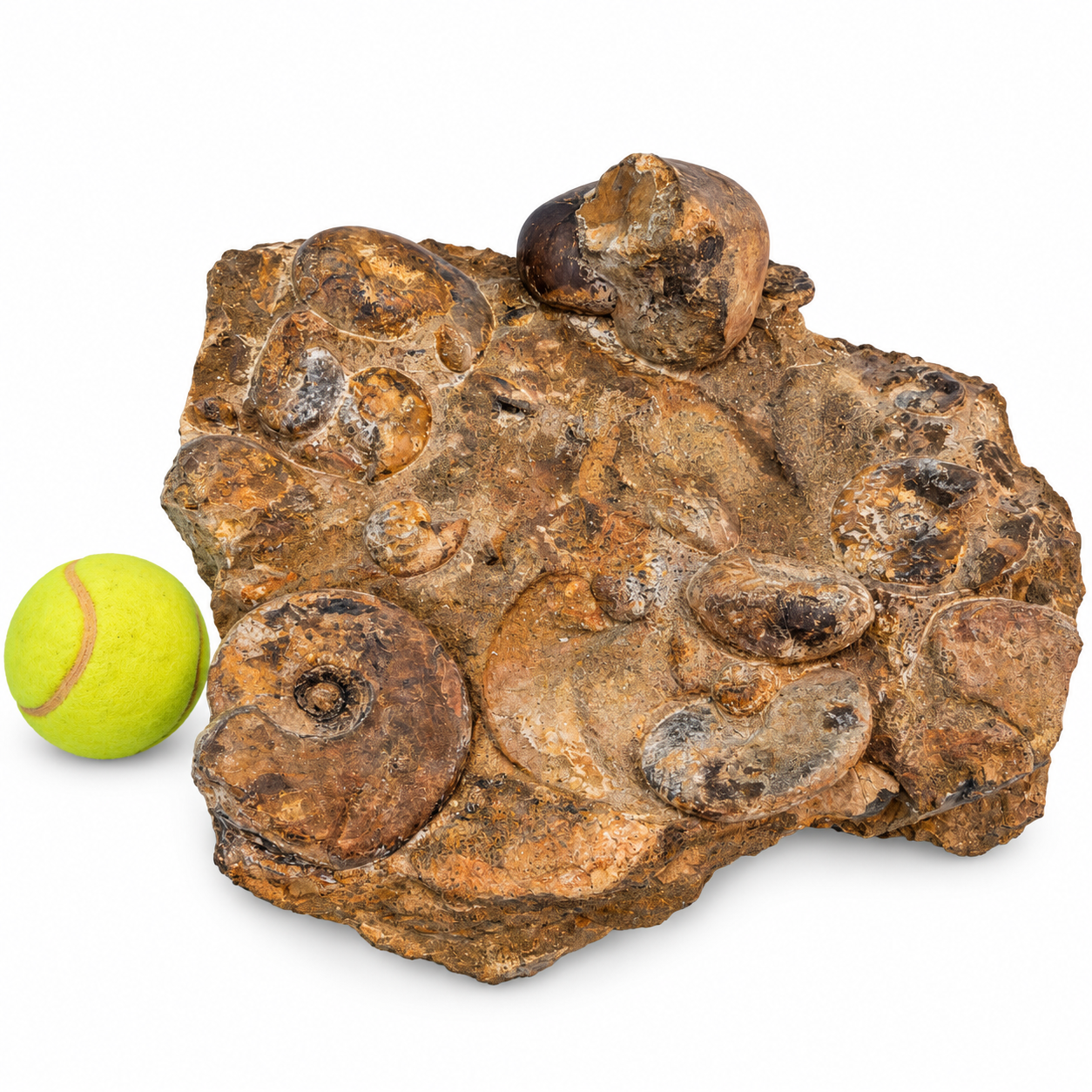 Ammonite, Nautiloidi, Leioceras e Cenoceras 2 Ammonite, Nautiloidi, Leioceras e Cenoceras - immagine 2