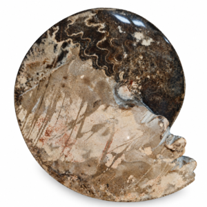 Ammonite Fossile