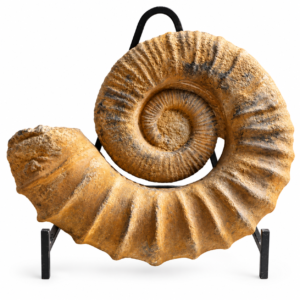 Ammonite Gassendiceras
