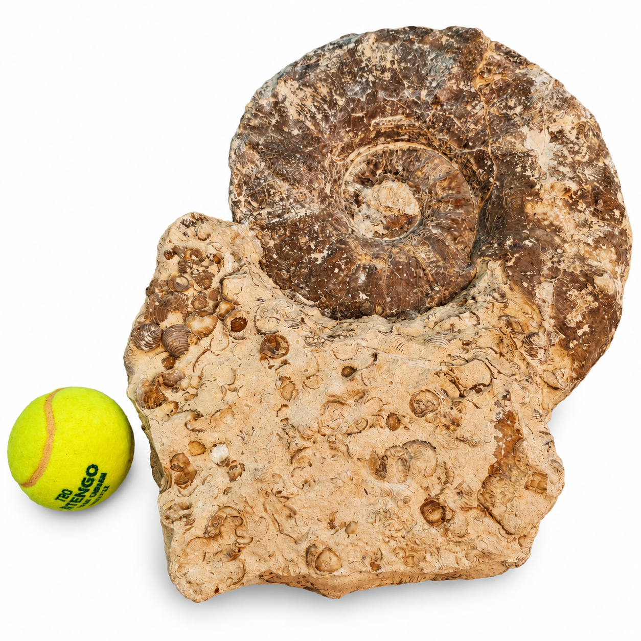 Ammonite Perisphictas 2 Ammonite Perisphictas - immagine 2
