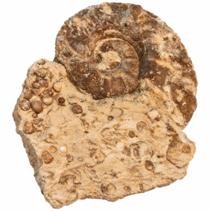 Ammonite Perisphictas