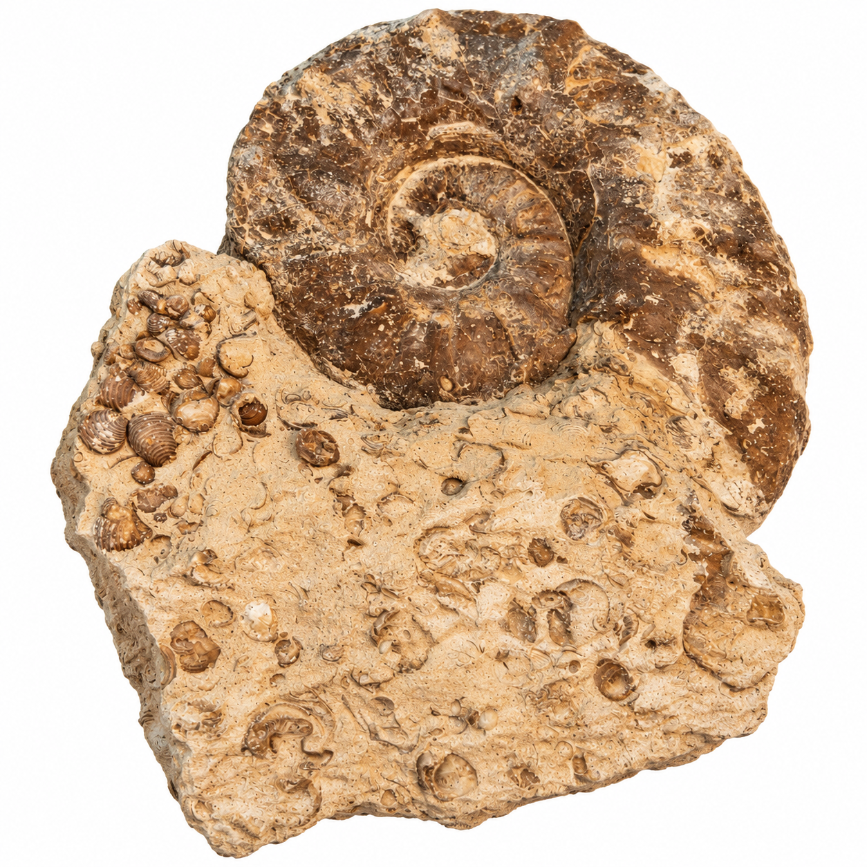 Ammonite Perisphictas 1 Ammonite Perisphictas