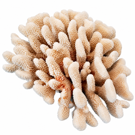 Corallo Naturale da Collezione