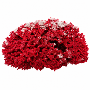 Corallo Rosso a Canne d’Organo