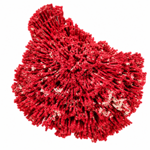 Corallo Rosso a Canne d’Organo Grande