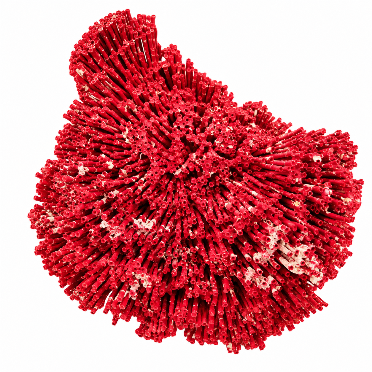 Corallo Rosso a Canne d’Organo Grande 1 Corallo Rosso a Canne d’Organo Grande