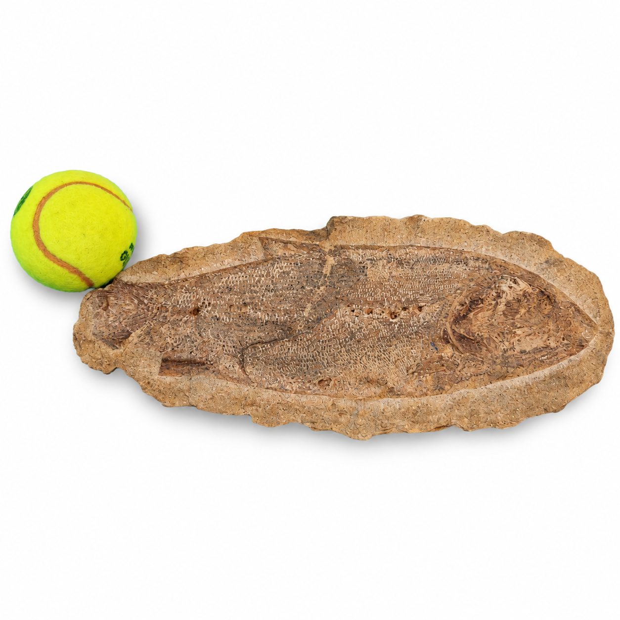 Racolepis Pesce Fossile dal Brasile Medio 2 Racolepis Pesce Fossile dal Brasile Medio - immagine 2