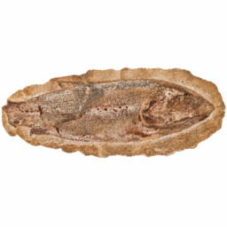 Racolepis Pesce Fossile dal Brasile Medio