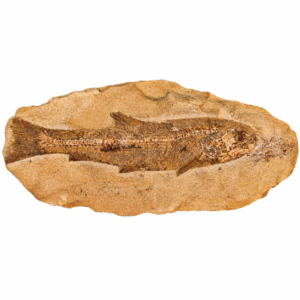 Racolepis Pesce Fossile dal Brasile Grande