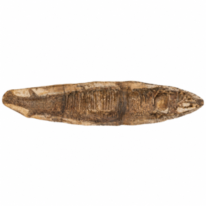 Vinctifer comptoni – Pesce fossile del Cretaceo dal Brasile