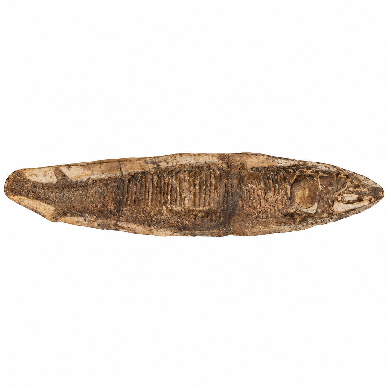 Vinctifer comptoni – Pesce fossile del Cretaceo dal Brasile 1 Vinctifer comptoni – Pesce fossile del Cretaceo dal Brasile