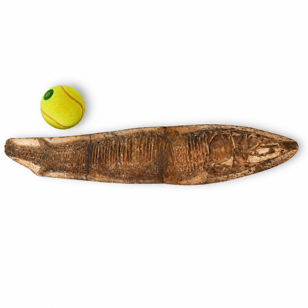 Vinctifer comptoni – Pesce fossile del Cretaceo dal Brasile 2 Vinctifer comptoni – Pesce fossile del Cretaceo dal Brasile - immagine 2